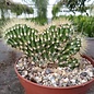 Pachycereus pringlei     cristata