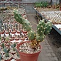 Tephrocactus fulvicomus   (syn. Opuntia pentlandii)