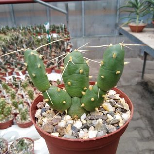 Tephrocactus reicheanus