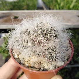 Sulcorebutia senilis n.n. JD 330