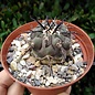 Copiapoa cinerea x longistaminea KP 871 Taltal - Cifuncho