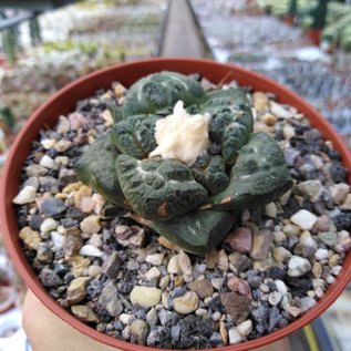 Ariocarpus bravoanus ssp. hintonii     CITES, not outside EU