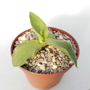 Agave ellemeetiana cv. Gerard