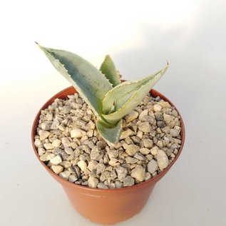 Agave pygmaea cv. Dragon Toes