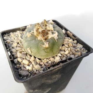 Lophophora caroli-veitchii   San Francisco SLP