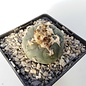 Lophophora caroli-veitchii   San Francisco SLP