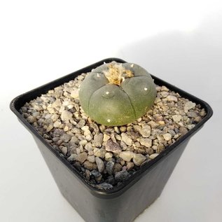 Lophophora williamsii texensis