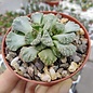 Titanopsis hugo-schlechteri