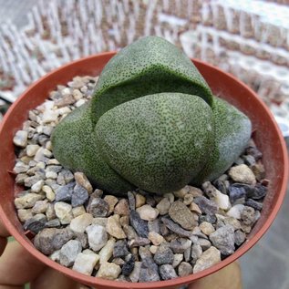 Pleiospilos nelii