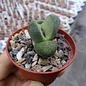 Pleiospilos nelii