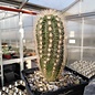 Echinocereus dasyacanthus v. steererae      (dw)