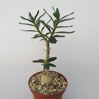 Pachypodium bispinosum