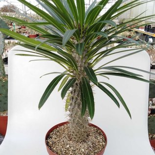 Pachypodium lamerei XL