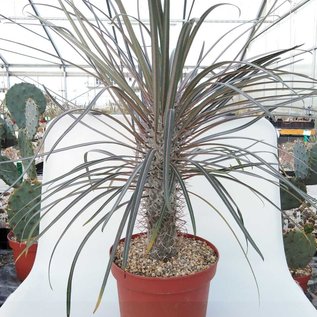 Pachypodium geayi XL