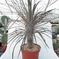 Pachypodium geayi XL