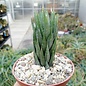 Haworthia herrei