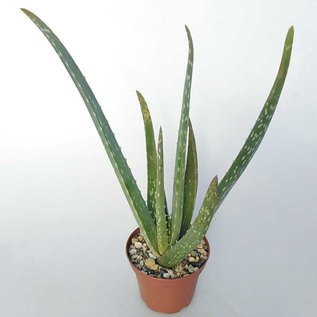 Aloe vera syn. barbadensis HEILALOE