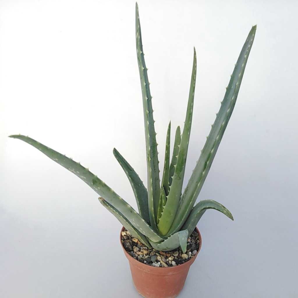 Aloe vera syn. barbadensis HEILALOE