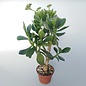 Crassula portulacea   Geldbaum