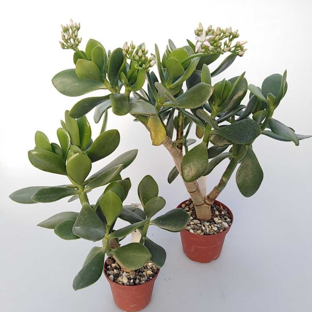 La tua crassula di compagnia