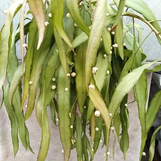 Pseudorhipsalis ramulosa