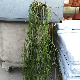 Rhipsalis burchellii