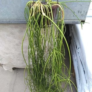 Rhipsalis burchellii