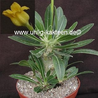 Pachypodium horombense   Madagaskar