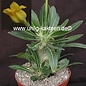 Pachypodium horombense   Madagaskar