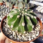 Echinopsis eyriesii-Hybr