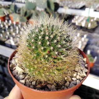 Mammillaria crinita  cv. rubriflora