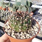 Gymnocalycium mesopotamicum