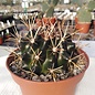 Sclerocactus brevihamatus
