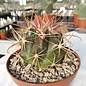 Ferocactus viridescens v. litoralis cv. Borstendornen  Baja California
