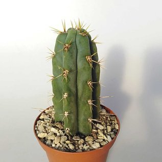 Trichocereus peruvianus