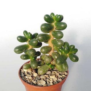 Sedum hernandezii