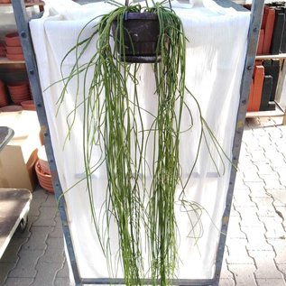 Rhipsalis spec.  HU 968 Cachoeiro de Itapemirim, Espirito Santo, Brasilien