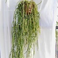 Rhipsalis baccifera ssp. mauritiana JB 9201 Lake Victoria, Uganda, 1134 m, Sese Islands, Primärwald