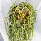 Rhipsalis baccifera ssp. mauritiana JB 9201 Lake Victoria, Uganda, 1134 m, Sese Islands, Primärwald