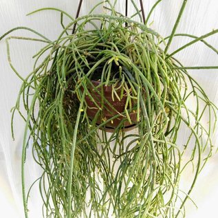 Rhipsalis teres form  HU 1099 Loreto, Rio Grande do Sul, Brasilien