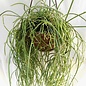 Rhipsalis teres form  HU 1099 Loreto, Rio Grande do Sul, Brasilien