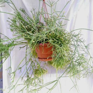 Rhipsalis teres f. prismatica