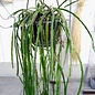 Rhipsalis spec.  HU 992 San Marco, Rio Grande do Sul, Brasilien