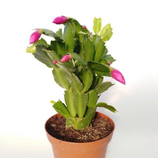 Schlumbergera-Hybr. Thor Sharon - Uhlig Kakteen - more than 5,000 ...