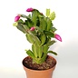 Schlumbergera-Hybr. Thor Sharon