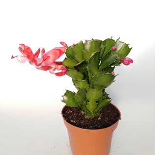 Schlumbergera-Hybr. Thor Olga