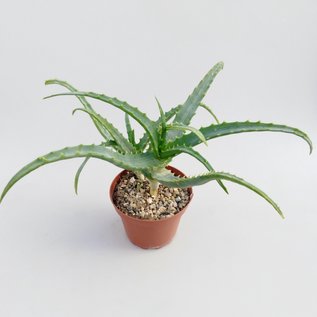 Aloe arborescens v. frutescens cv. Variegata