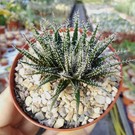 Aloe haworthioides      CITES, not outside EU