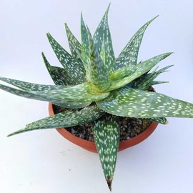 Aloe rauhii forma Rauh