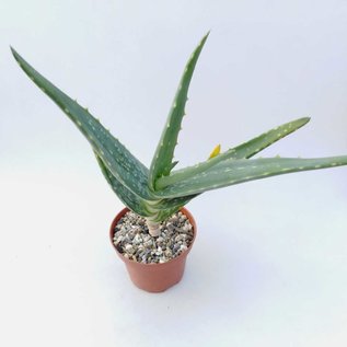 Aloe rubroviolacea